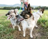 Tips For Camping With Dogs